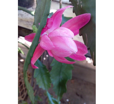 Епіфіллум рожевий  (Epiphyllum)